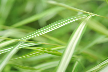 leaves in the tropical forest,Texture of green leaves, leaf in Forest. Garden and Green wall. Green abstract background.