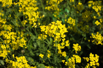 yellow mustard flower field in srinagar, jammu, kashmir, india