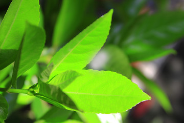 Fototapeta na wymiar Close-up of Green Leaves in Sunlight
