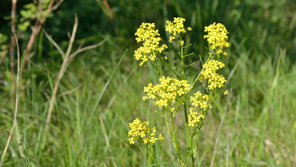 Wilde Senfblüte vor einer Hecke