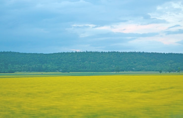 Yellow and green forest and farming landscape summer colors in south Sweden