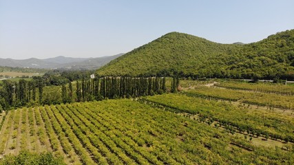 Fototapeta na wymiar Aerial view of the plantation.