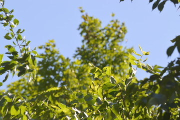 green leaves