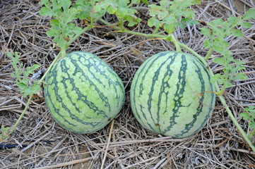 Watermelons on the farm field in Taiwan