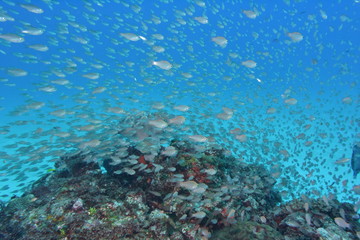 Fototapeta na wymiar 魚の群