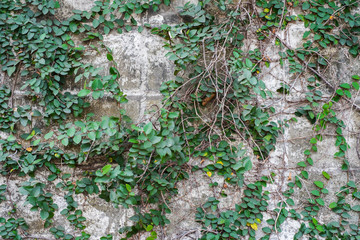 Naklejka premium ivy leaves on cracked and old wall background with copyspace for wallpaper