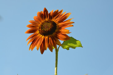Sunflower and Blue Sky in Iowa 3