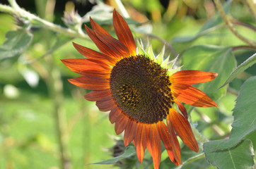 Sunflower and Leaves in Iowa 1