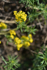 Yellow bedstraw