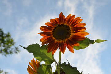 Sunflower and Blue Sky in Iowa 1