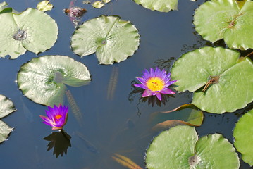 Purple water lily blooming in a pond in Taiwan