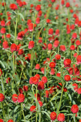 Obraz premium Red globe amaranth