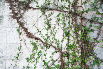 climbing green ivy on the weathered white wall with copy space