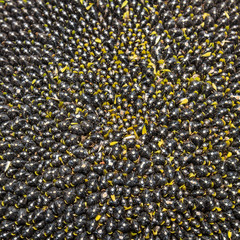 Sunflower seeds in honeycombs, square background of black sunflower seeds