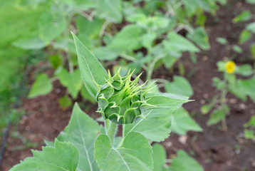 A beautiful sunflower bud with a unique shape, beautiful yellow sunflower bud