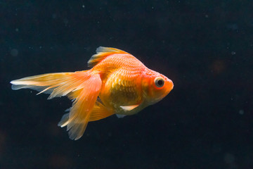金魚