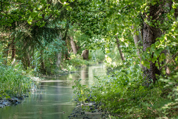 Fluss im Wald in der Schweiz
