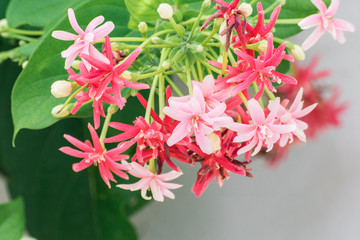 Ixora coccinea flower