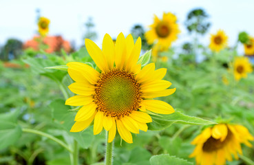 Sunflower blooming. Vintage filter.