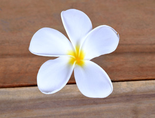 Plumeria rubra isolated white flowers on a wooden floor.