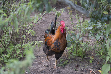 colorful rooster between plants of poison ivy
