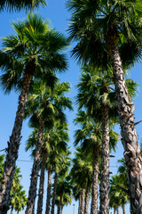 Obraz premium palm trees against blue sky