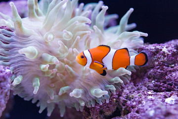 クマノミとイソギンチャク