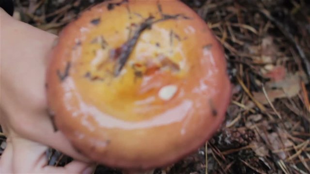 Mushroom Lactarius rufus,a boy in the woods collects mushrooms Lactarius rufus