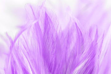Obraz premium Fioletowe pióra z kurczaka w stylu miękkim i rozmycie tła