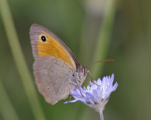 Fototapeta premium Meadow Brown - Maniola jurtina, Crete 