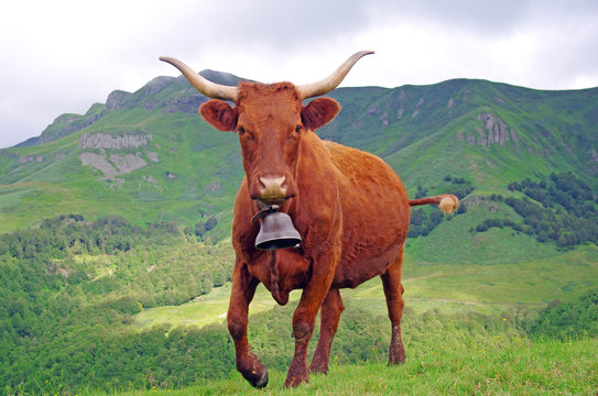 Vache Salers pr&ecirc;te &agrave; charger. Saison de l'estive dans les monts du Cantal, Auvergne, France