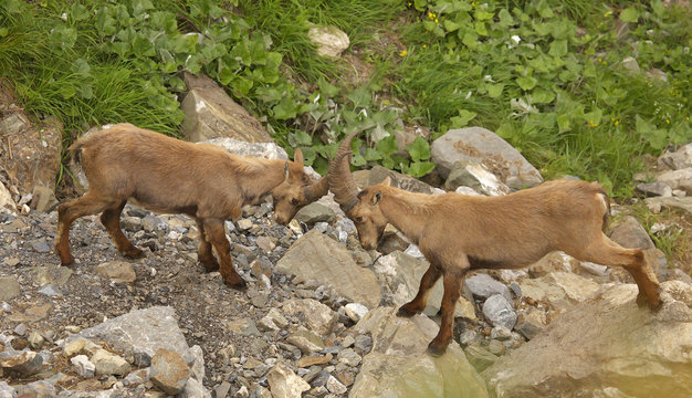 Two young males of alpine ibex in duel, view from close-up
