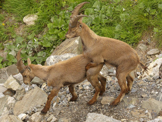One young alpine ibex skipping on the other