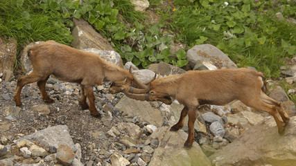 Two young males of alpine ibex in duel, view from close-up
