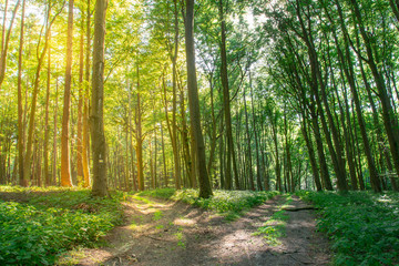 Bright path against the dark one