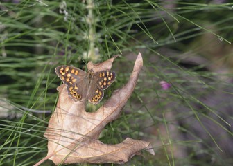 Speckled Wood - Pararge aegeria, Crete