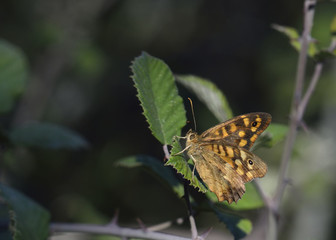 Speckled Wood - Pararge aegeria, Crete