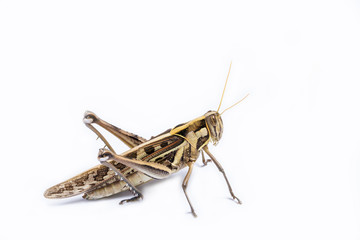 Grasshopper  on white background