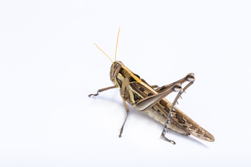 Grasshopper  on white background