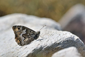 Hipparchia (Parahipparchia) cretica (Cretan Grayling), Crete