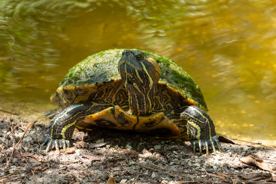 River cooter (Pseudemys concinna) with shell covered by green algae, near lake shore - Delray Beach, Florida, USA