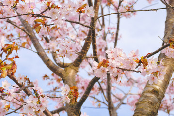桜　春　素材