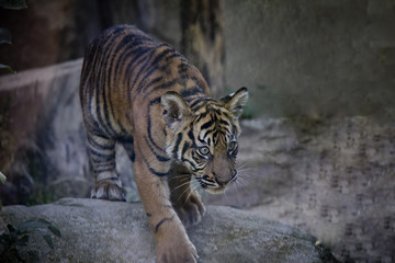 Obraz premium Sumatran tiger cub.