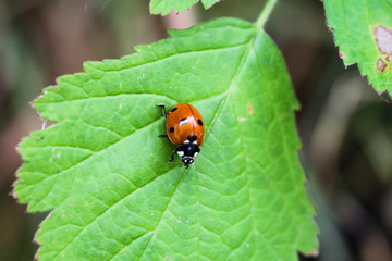 Fototapeta premium Siebenpunkt Marienkäfer auf einem Blatt 