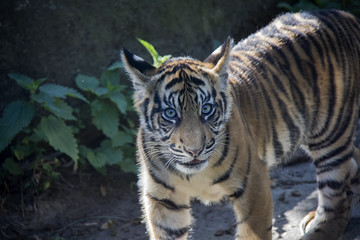 Sumatran tiger cub.