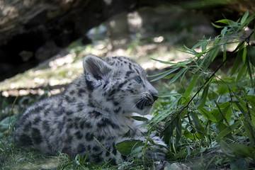 Plakat Snow leopard cub.