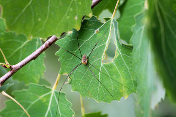Weberknecht auf Blatt