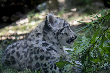Snow leopard cub.