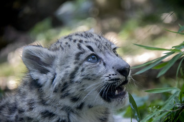 Fototapeta na wymiar Snow leopard cub.