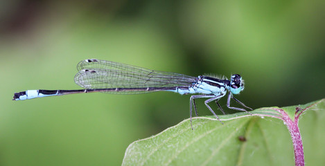 Libelle, Azurjungfer, Kleinlibelle, Prachtlibelle, Odonata, Odonatoptera, Insekten
